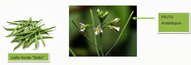 ¡ESTE FRUTO ESTÁ ENDEMONIADO ¡ESTE FRUTO ESTÁ ENDEMONIADO