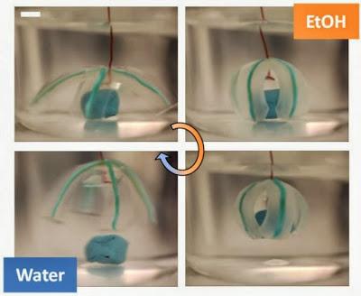 Hacia los robots blandos hechos con geles acuosos Hacia los robots blandos hechos con geles acuosos