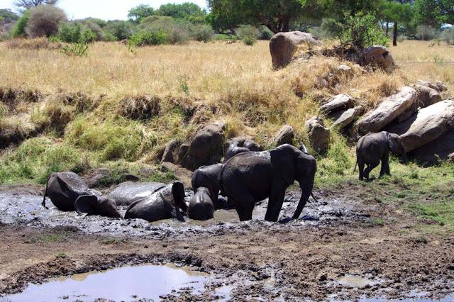 Inesperado Tarangire Inesperado Tarangire