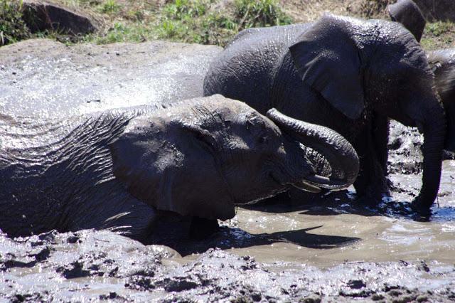 Inesperado Tarangire Inesperado Tarangire