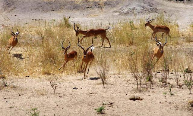 Inesperado Tarangire Inesperado Tarangire