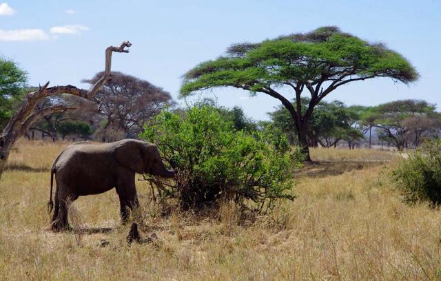 Inesperado Tarangire Inesperado Tarangire