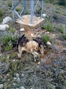 Normas de carácter técnico para las instalaciones eléctricas aéreas con objeto de proteger la avifauna. 25 de septiembre de 2013 IMPACTO SOBRE LA AVIFAUNA DE LAS LINEAS ELECTRICAS 09 megustaelmedionatural