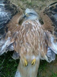 Normas de carácter técnico para las instalaciones eléctricas aéreas con objeto de proteger la avifauna. 25 de septiembre de 2013 IMPACTO SOBRE LA AVIFAUNA DE LAS LINEAS ELECTRICAS 07 megustaelmedionatural