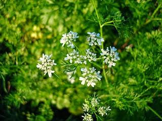 AQUILEA DIGEST – una infusión de plantas que favorecen la digestión