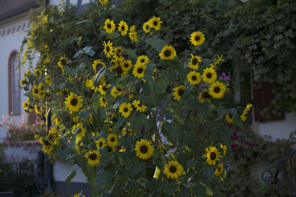 Allí se queda un trocito de mi corazón... DSC_0010