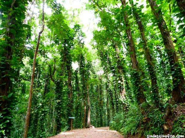 Kandy y el diente de Buda en Sri Lanka Udawatta Kale Kandy