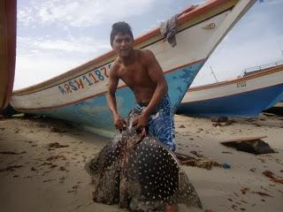 “El pastel de chucho más grande” atenta contra la pesca sostenible en Margarita