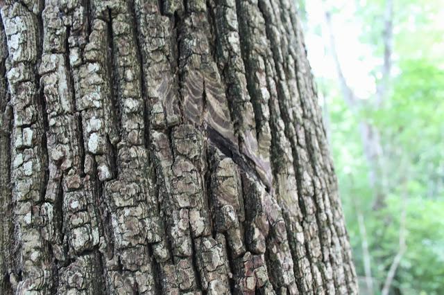 Llegando a Campeche en el #AllMéxicoTrip Llegando a Campeche en el #AllMéxicoTrip