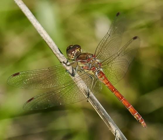 Los colores de las libélulas, rojo (Sympetrum striolatum) Los colores de las libélulas, rojo (Sympetrum striolatum)