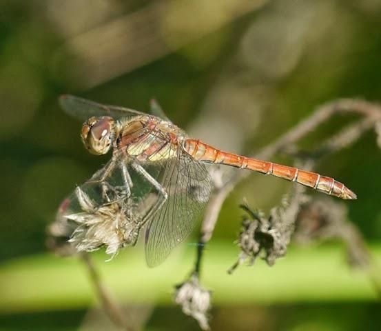 Los colores de las libélulas, rojo (Sympetrum striolatum) Los colores de las libélulas, rojo (Sympetrum striolatum)