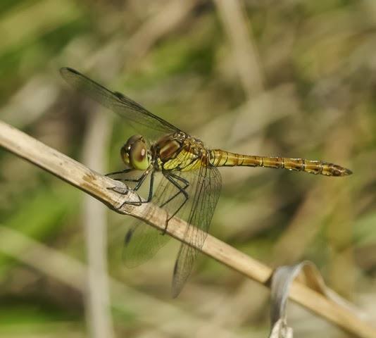 Los colores de las libélulas, rojo (Sympetrum striolatum) Los colores de las libélulas, rojo (Sympetrum striolatum)