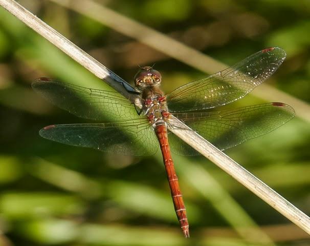 Los colores de las libélulas, rojo (Sympetrum striolatum) Los colores de las libélulas, rojo (Sympetrum striolatum)