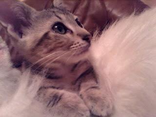 Tarta con mousse de moras y nata (y Dobby) Tarta con mousse de moras y nata (y Dobby)