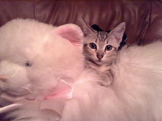 Tarta con mousse de moras y nata (y Dobby) Tarta con mousse de moras y nata (y Dobby)