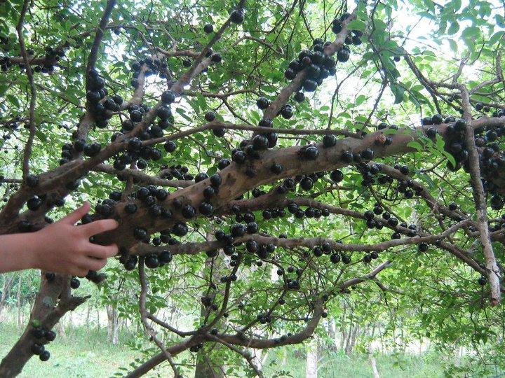 Paraguay tierra bendita