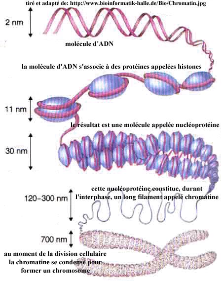 Opiniones de Cromatina