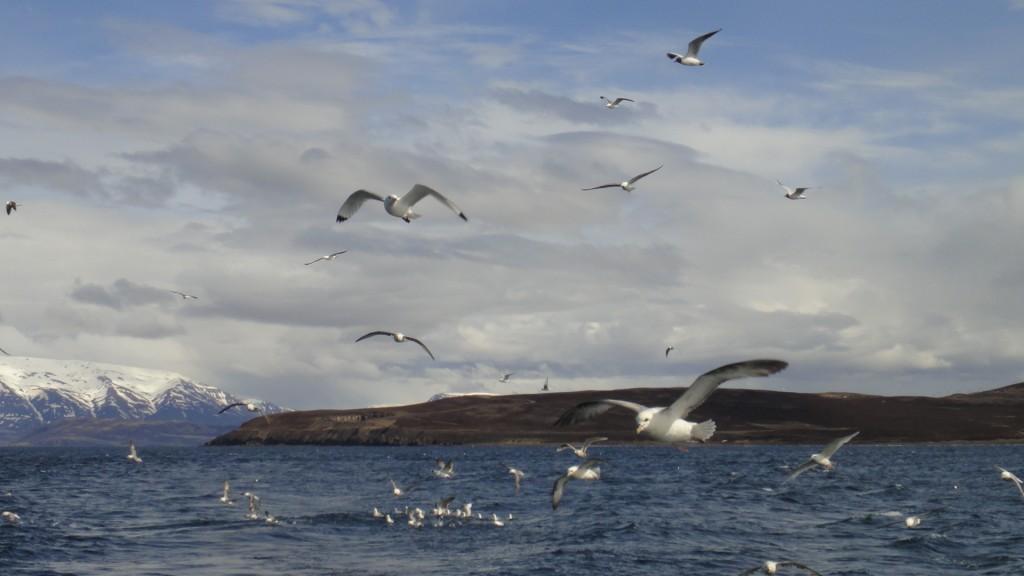 Dalvik Iceland