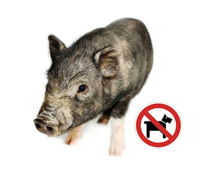 Matizando: ¡Los cerdos tampoco pueden!