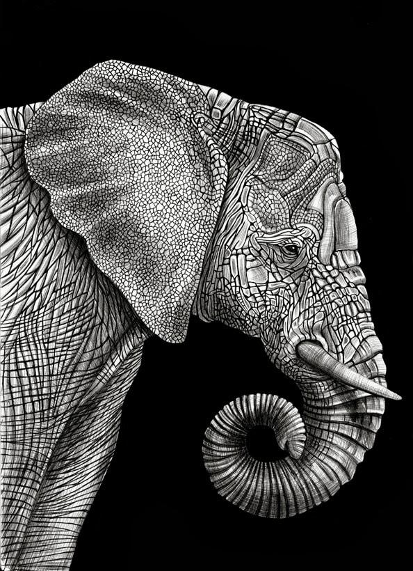 Los hiperrealistas animales de tinta de Tim Jeffs