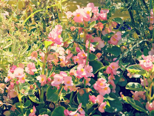 Don Flamingo Don Flamingo