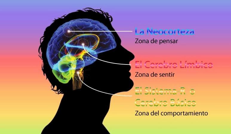 El Cerebro Emocional