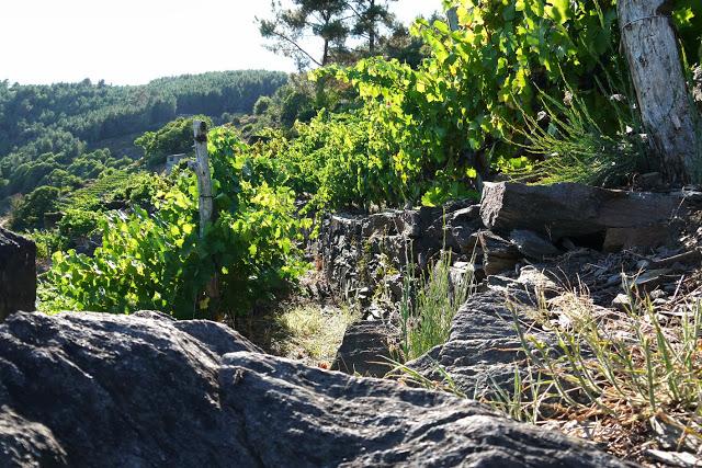 Viticultor de la Ribeira Sacra: En primera persona. Viticultor de la Ribeira Sacra: En primera persona.