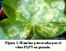 La dura batalla entre virus y plantas