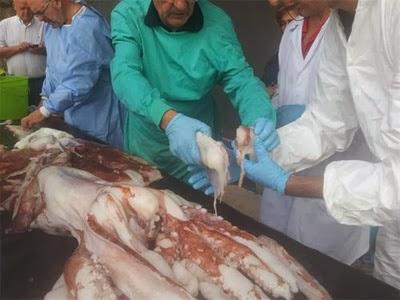 Noticia: Hallado muerto un calamar gigante en una playa de Asturias