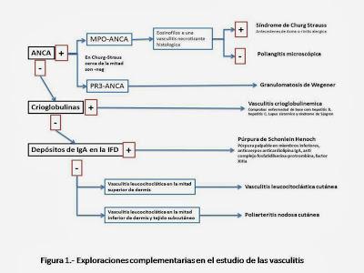 Exploraciones complementarias en las vasculitis Exploraciones complementarias en las vasculitis
