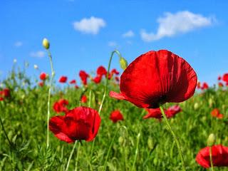 Viagra para nuestras flores Viagra para nuestras flores