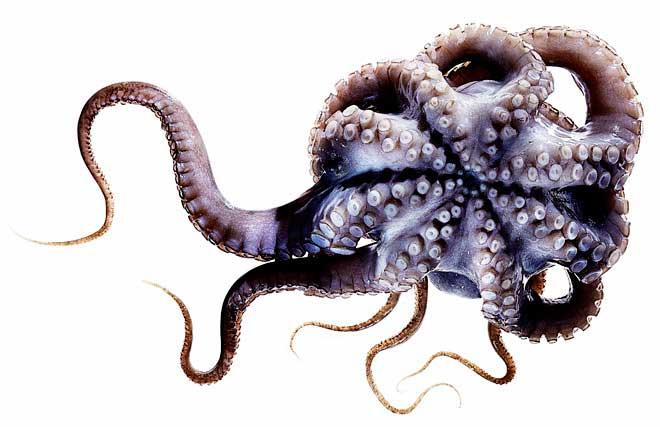 inteligencia del pulpo inteligencia del pulpo