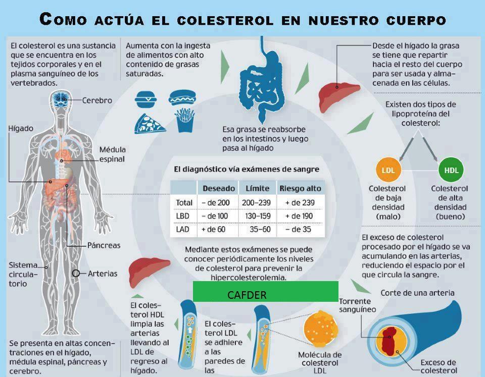 Infografia El colesterol y nuestro  Cuerpo