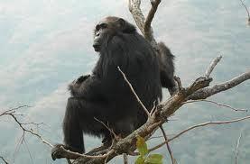 Curso: técnicas de estudio y primatología de campo images