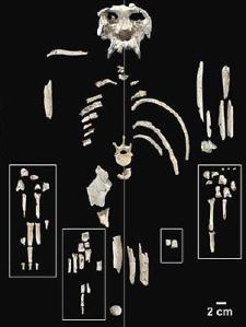 Pierolapithecus catalaunicus (II): características físicas Esquelet-Pierolapithecus-ca