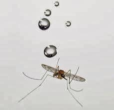 ¿Cómo resisten la lluvia los mosquitos?