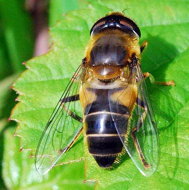 Mosca disfrazada de abeja