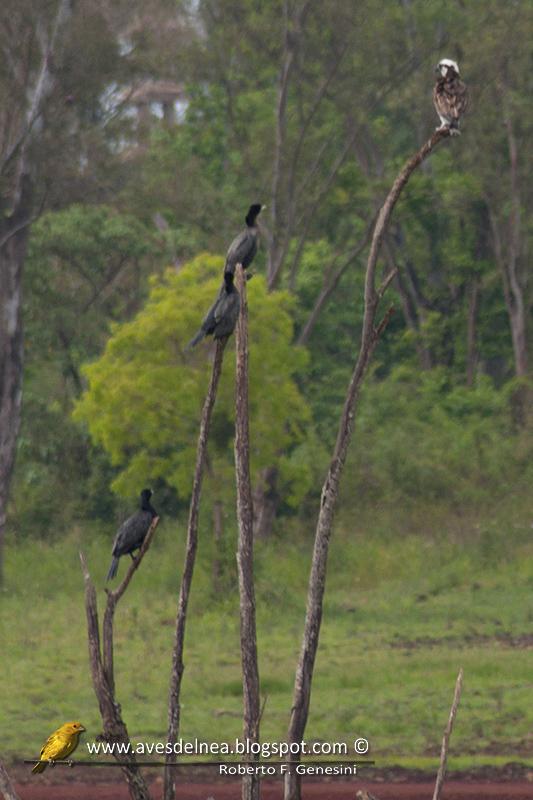 Águila pescadora en el barrio Águila pescadora en el barrio