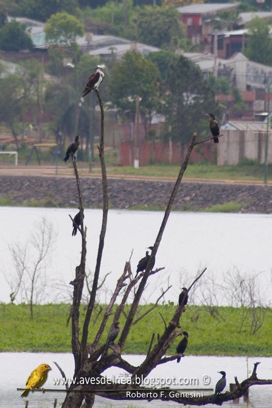 Águila pescadora en el barrio Águila pescadora en el barrio