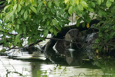 ¿Cuantas nutrias hay en el Parque de Xixón? ¿Cuantas nutrias hay en el Parque de Xixón?