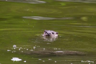 ¿Cuantas nutrias hay en el Parque de Xixón? ¿Cuantas nutrias hay en el Parque de Xixón?