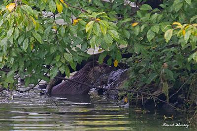 ¿Cuantas nutrias hay en el Parque de Xixón? ¿Cuantas nutrias hay en el Parque de Xixón?