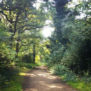 Walking around Epping Forest Epping forest