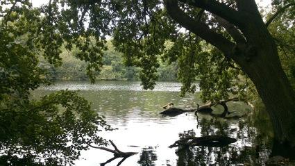 Walking around Epping Forest Epping forest