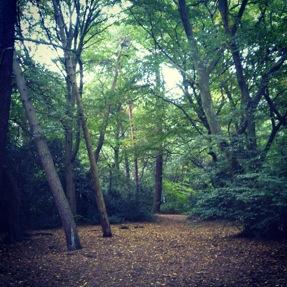 Walking around Epping Forest Epping forest
