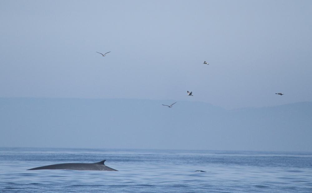 ORCAS EN EL ESTRECHO DE GIBRALTAR, LOS GUARDIANES DE LA ATLANTIDA