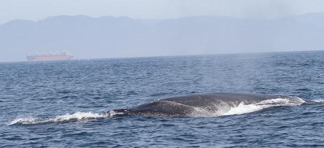 ORCAS EN EL ESTRECHO DE GIBRALTAR, LOS GUARDIANES DE LA ATLANTIDA