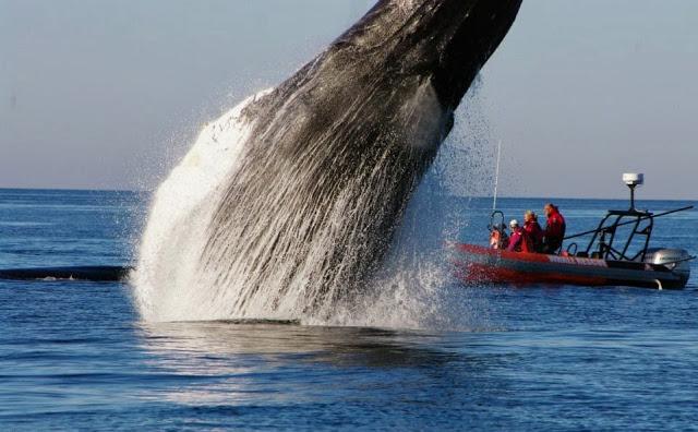 Ver saltar a una ballena jorobada de alegría (a tu lado)