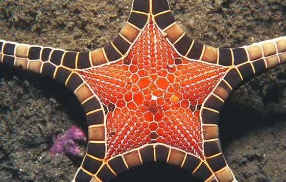 ¿Una estrella de mar que parece un mosaico? Iconaster longimanus