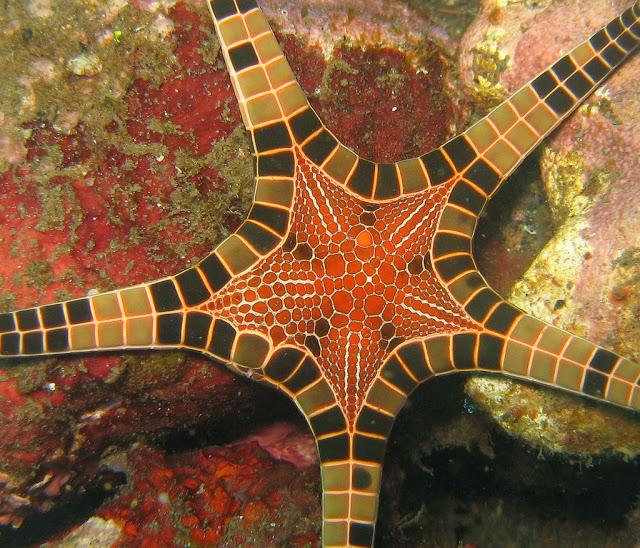 ¿Una estrella de mar que parece un mosaico? Iconaster longimanus